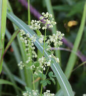 Image of Thalictrum minus subsp. thunbergii (DC.) Vorosh.