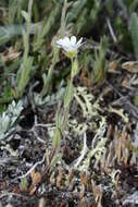 Image of field chickweed