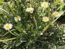 Image de Taraxacum albidum Dahlst.