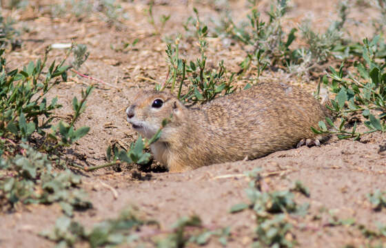 Image of Little Ground Squirrel