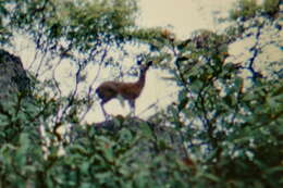 Oreotragus oreotragus stevensoni Roberts 1946 resmi