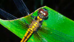 Image de Amphithemis curvistyla Selys 1891