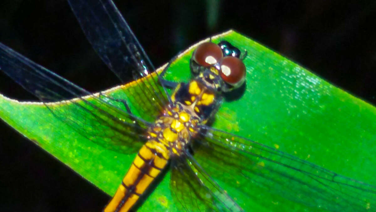 Amphithemis curvistyla Selys 1891 resmi