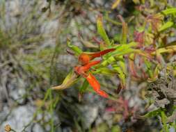 Image of <i>Castilleja <i>tenuiflora</i></i> var. tenuiflora