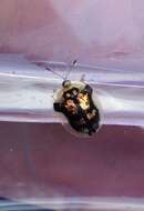 Image of Mottled Tortoise Beetle