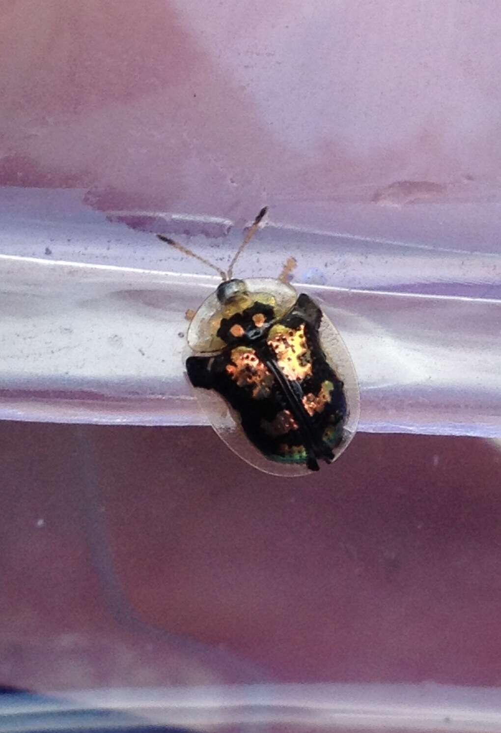 Image of Mottled Tortoise Beetle