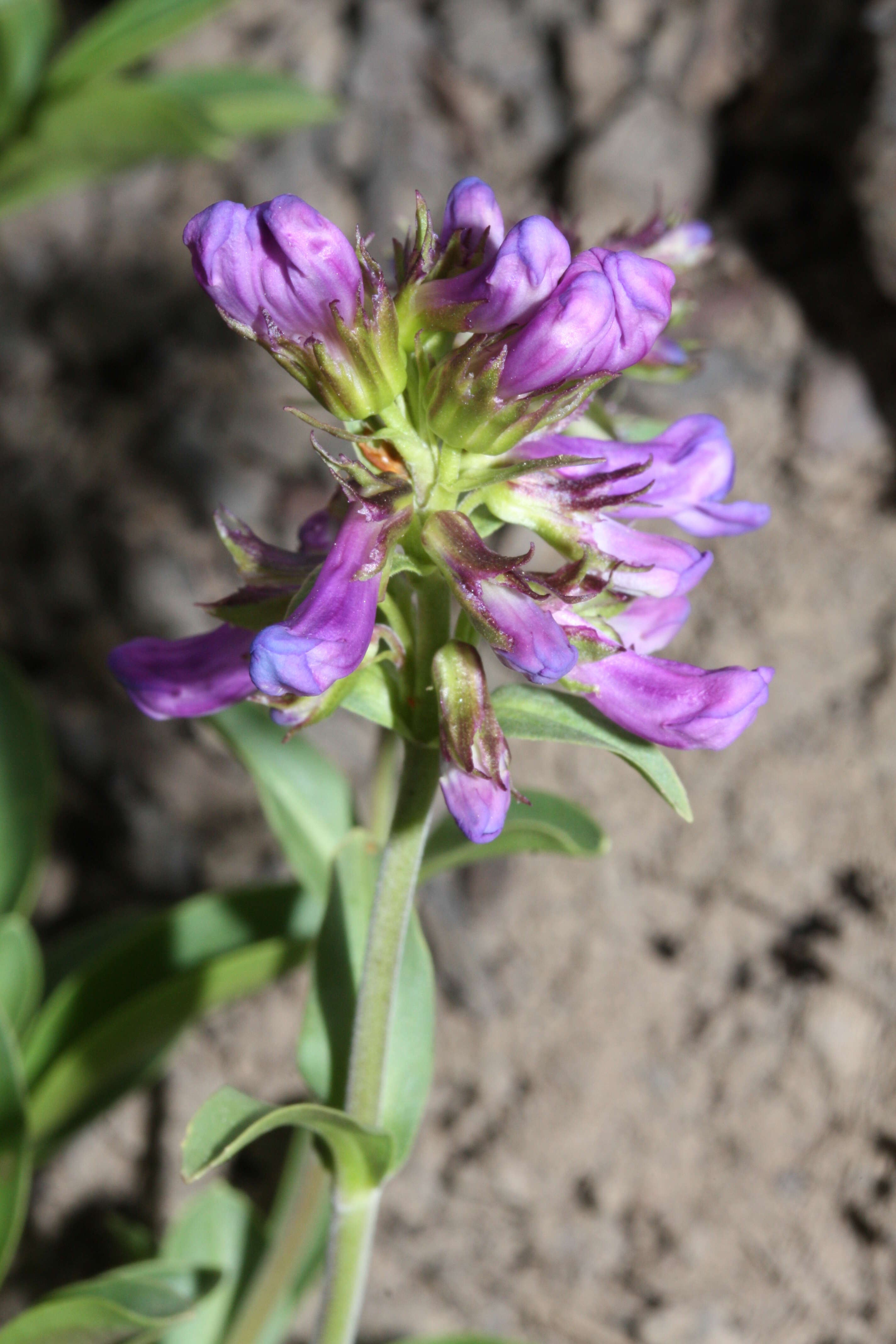 Image of littleflower penstemon