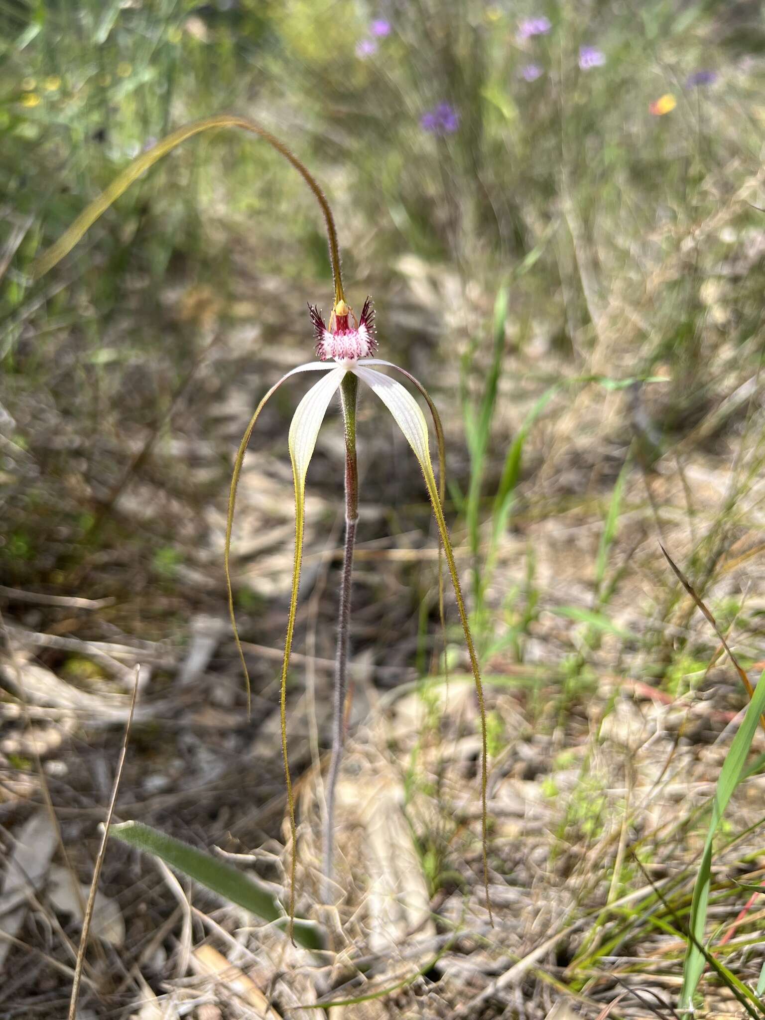 Image of Coastal white spider orchid