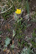 Image of Mountain-Meadow Cinquefoil