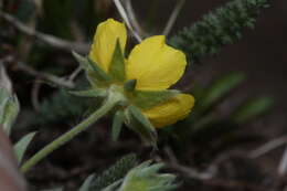 Image of Mountain-Meadow Cinquefoil