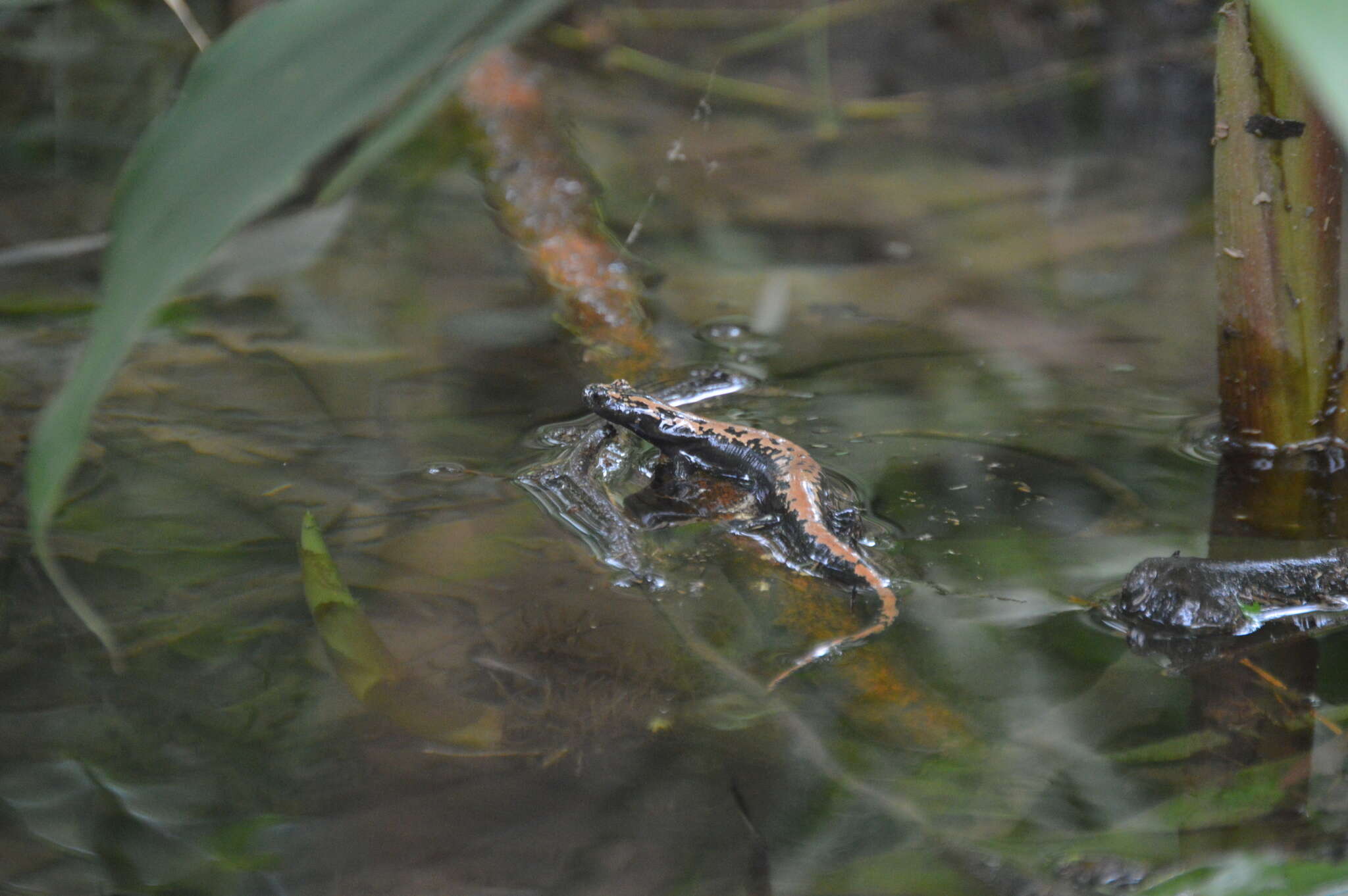 Image of Broadfoot Mushroomtongue Salamander