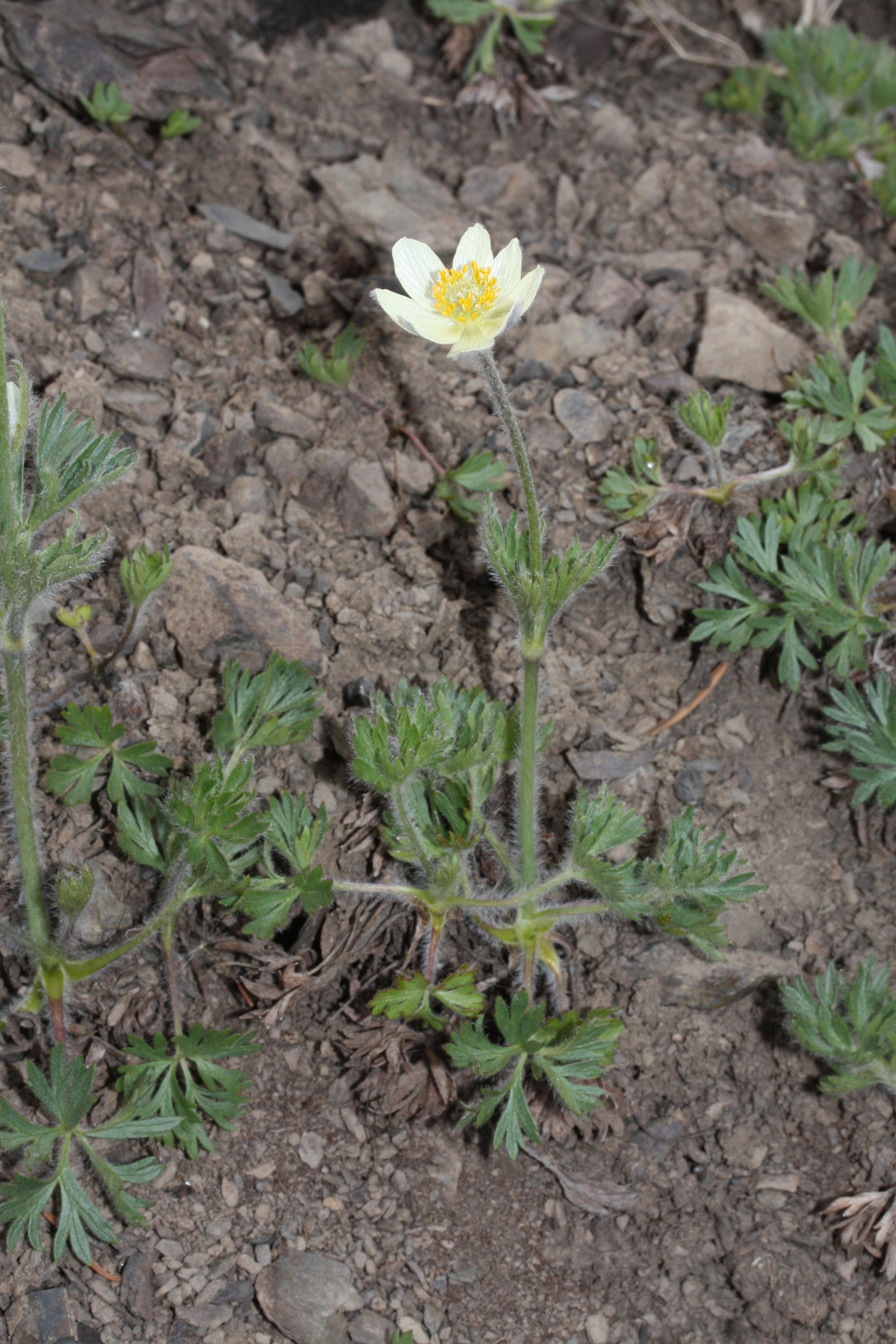 Image of white pasqueflower