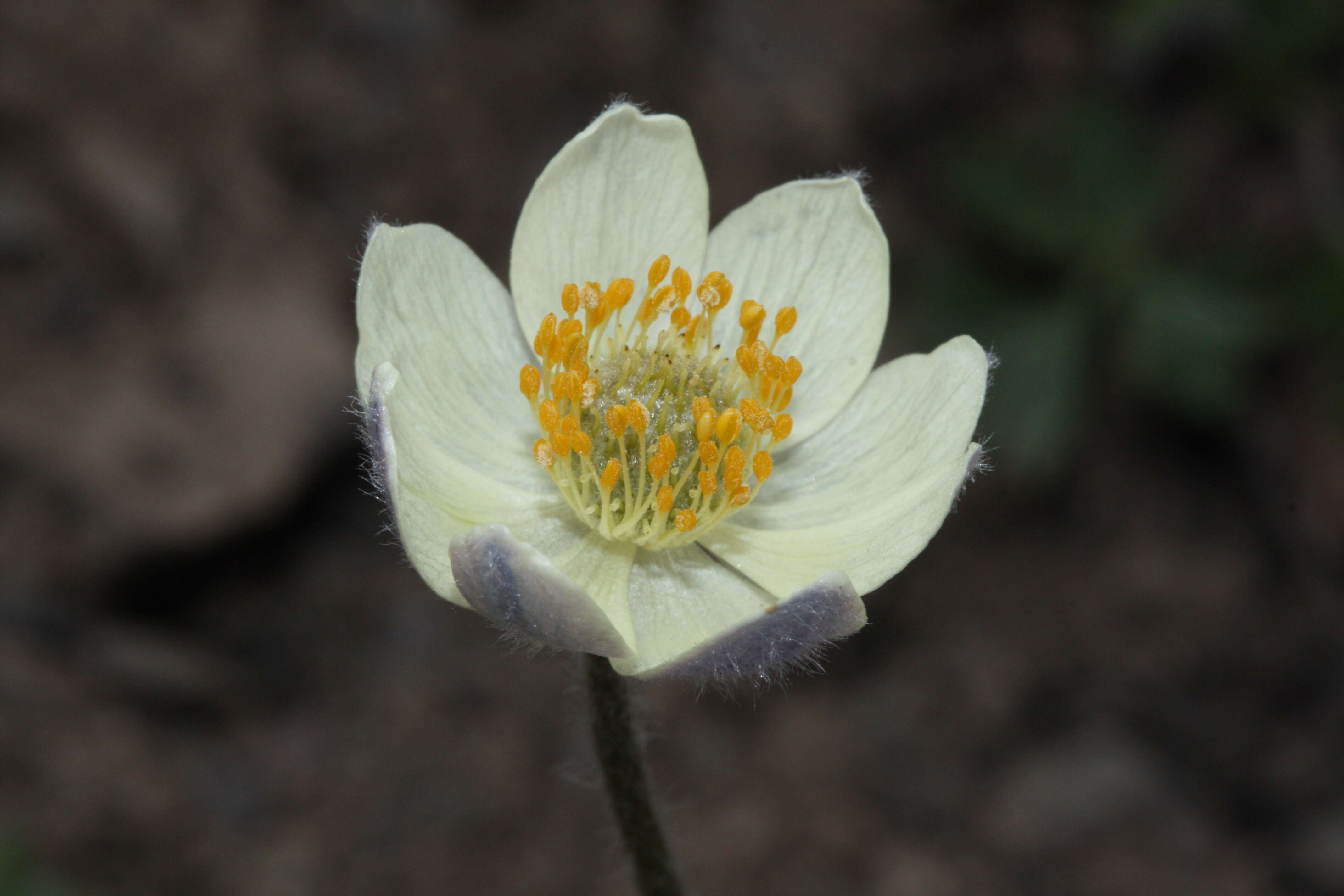 Imagem de Pulsatilla occidentalis (S. Wats.) Freyn