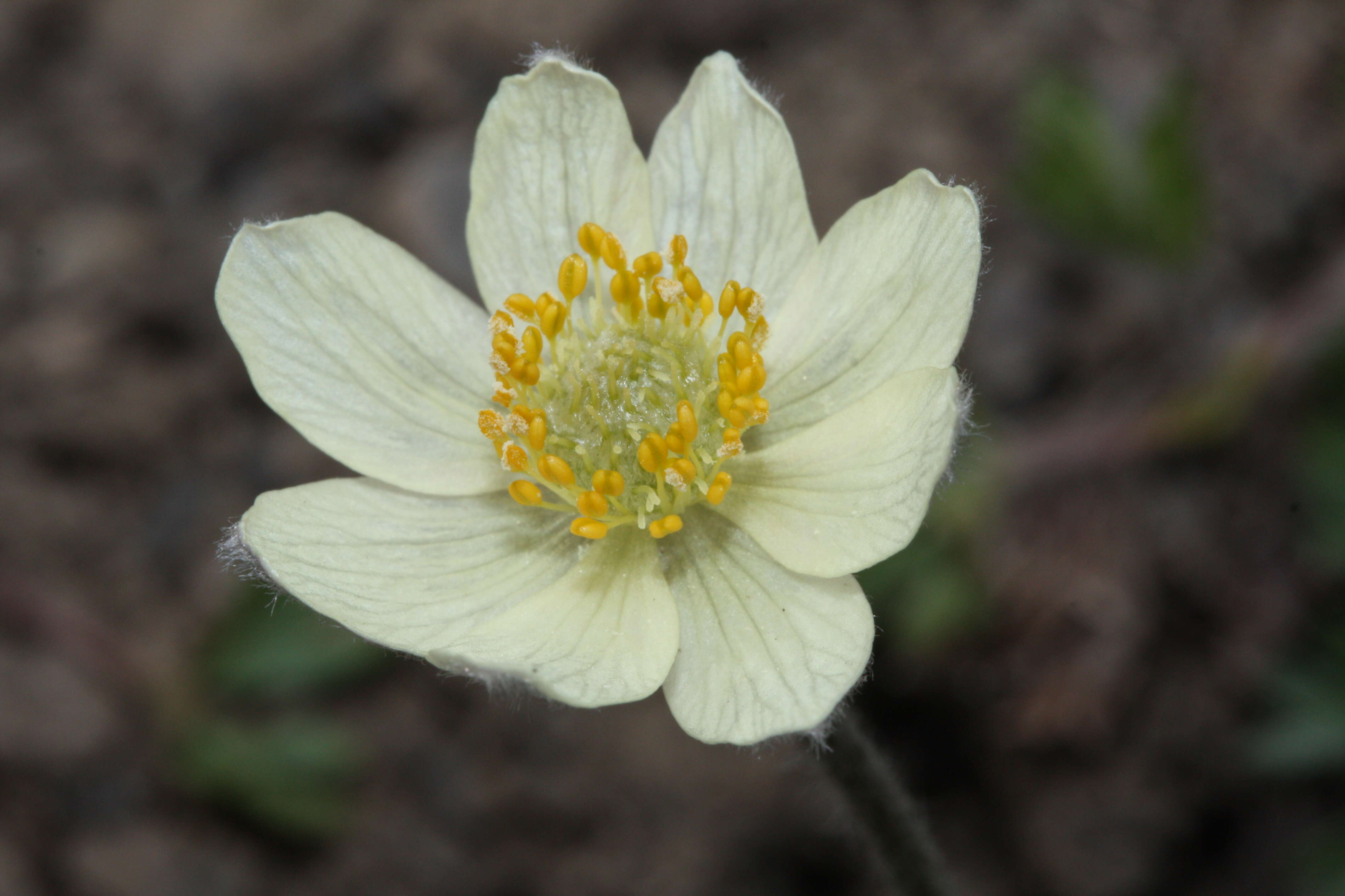 Imagem de Pulsatilla occidentalis (S. Wats.) Freyn