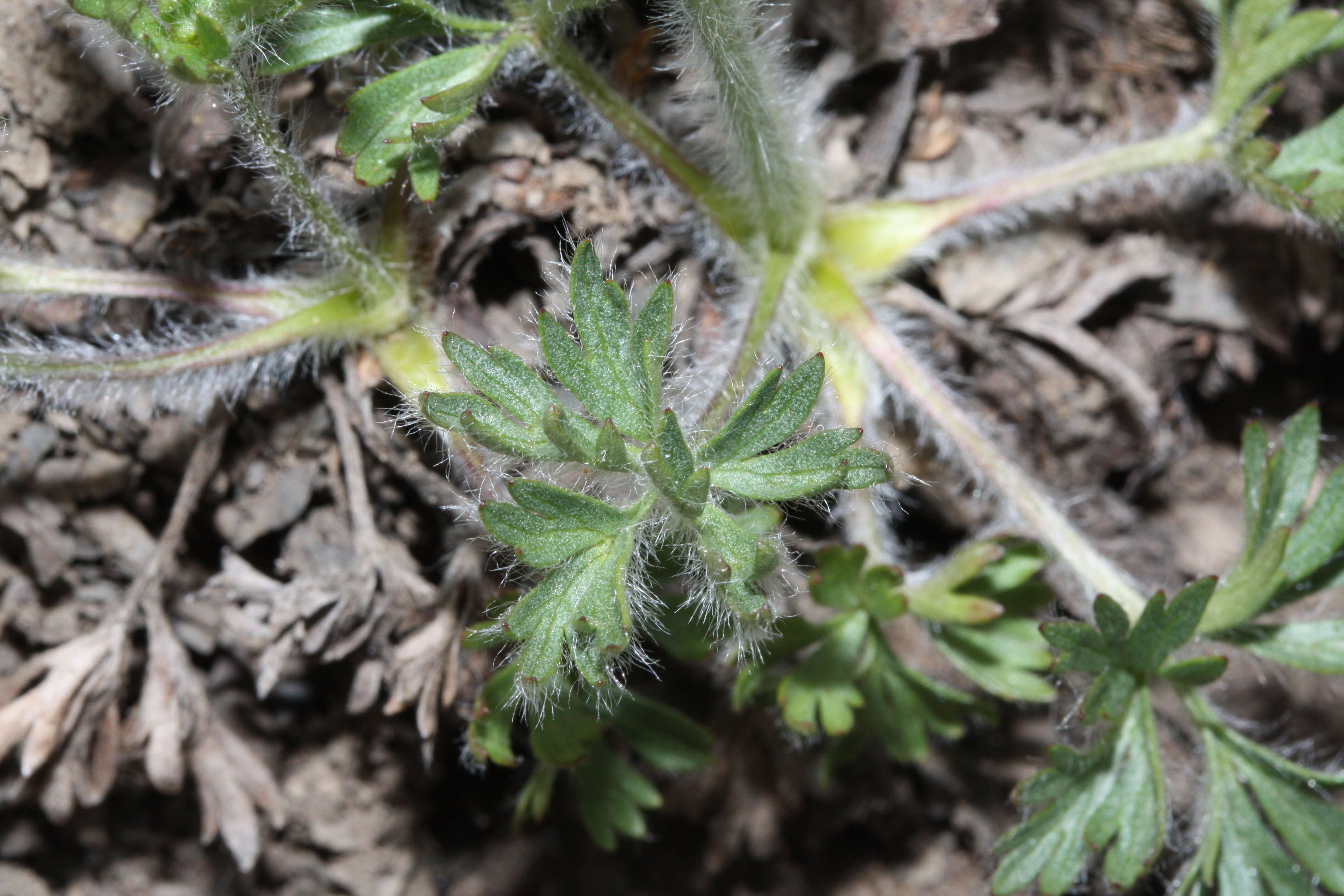 Image of white pasqueflower