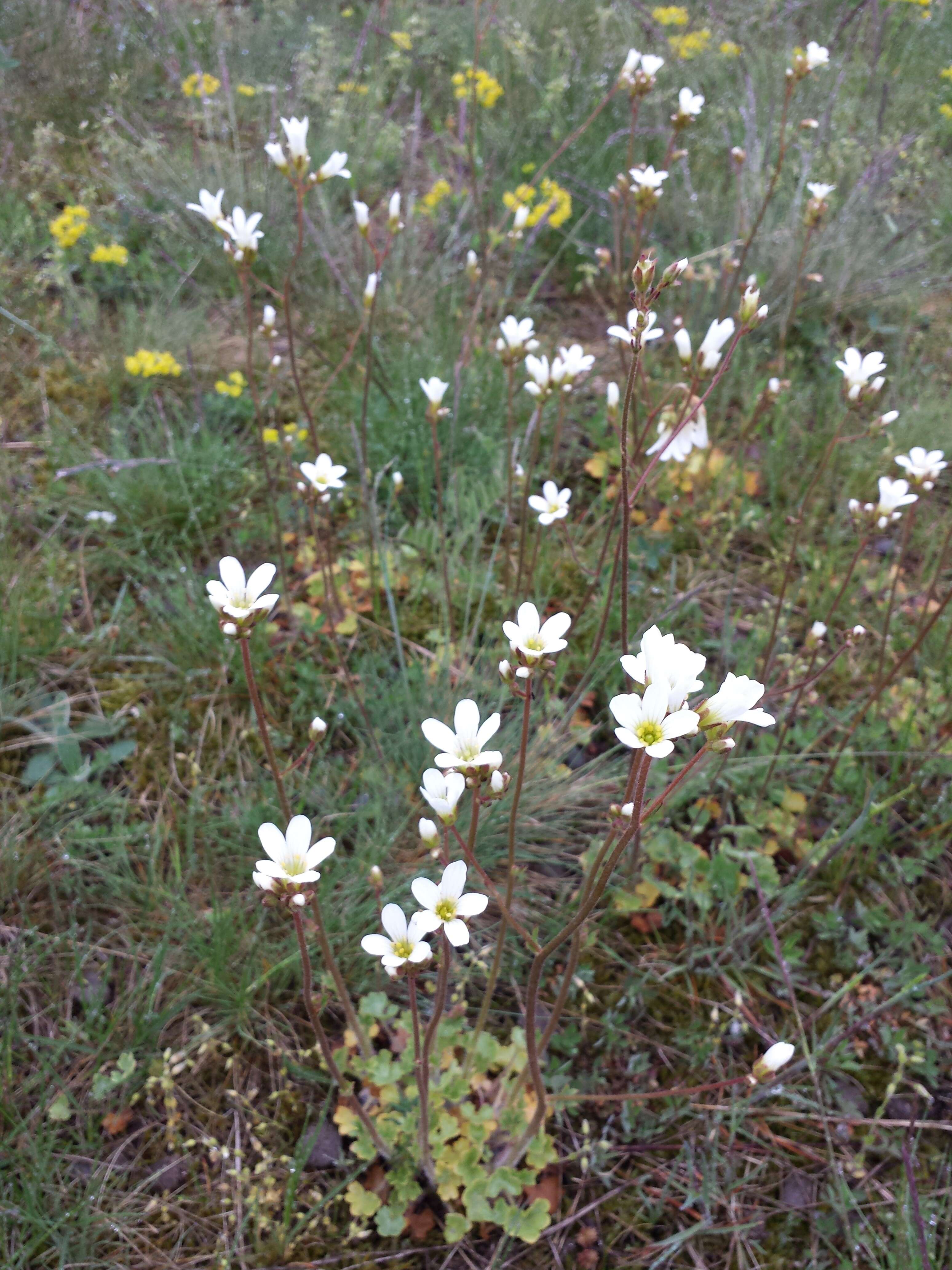 Plancia ëd Saxifraga granulata L.