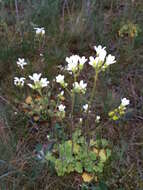 Plancia ëd Saxifraga granulata L.