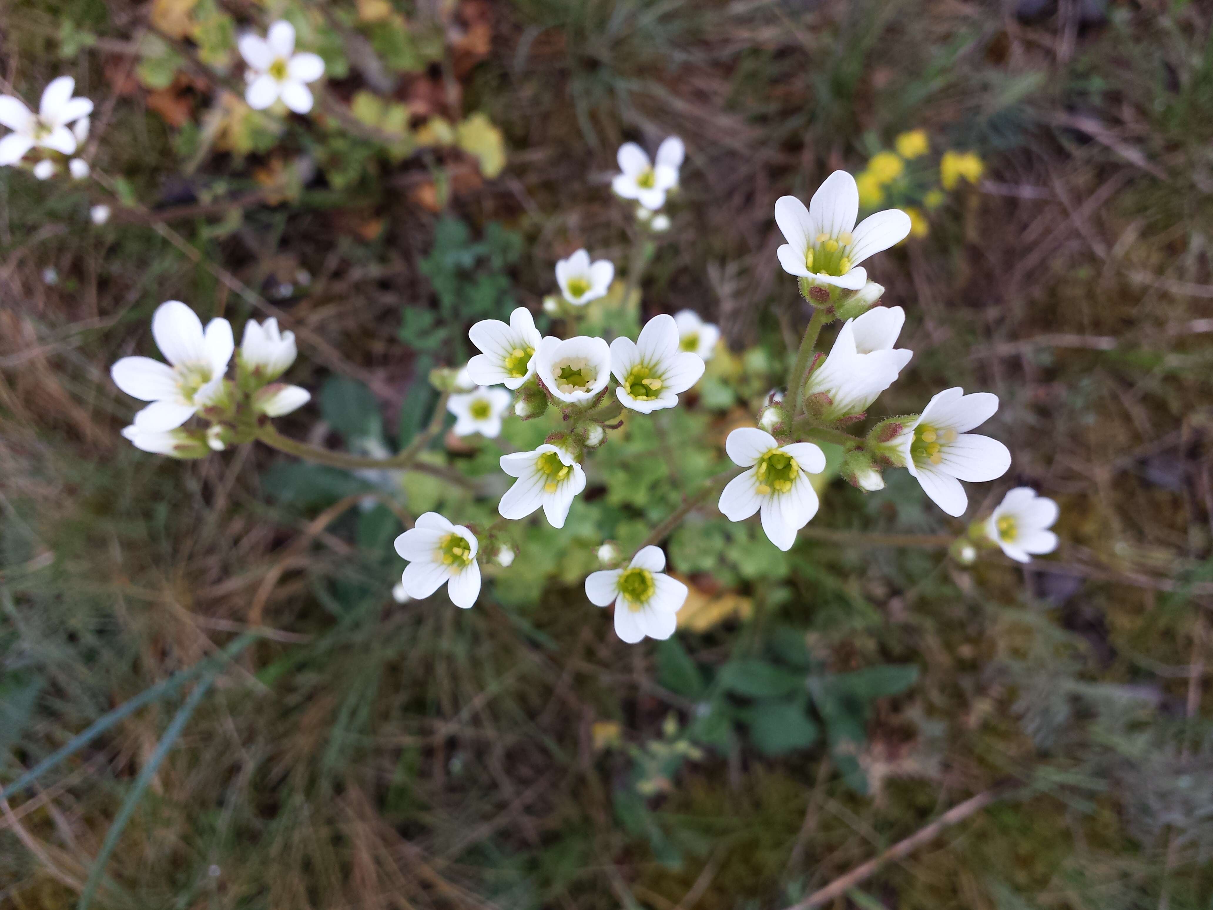 Plancia ëd Saxifraga granulata L.