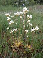 Plancia ëd Saxifraga granulata L.