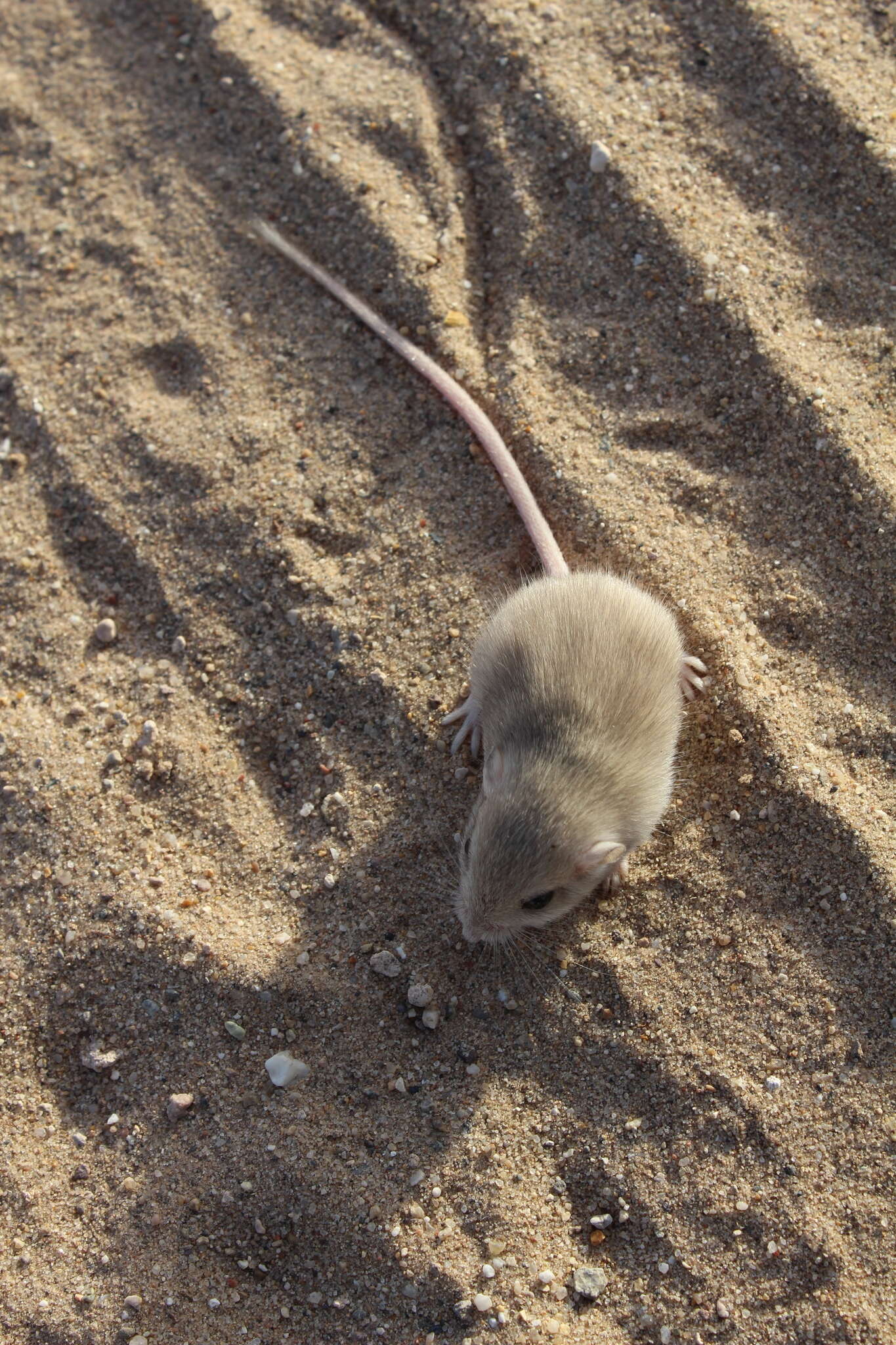 Image of Little Pocket Mouse