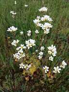 Plancia ëd Saxifraga granulata L.