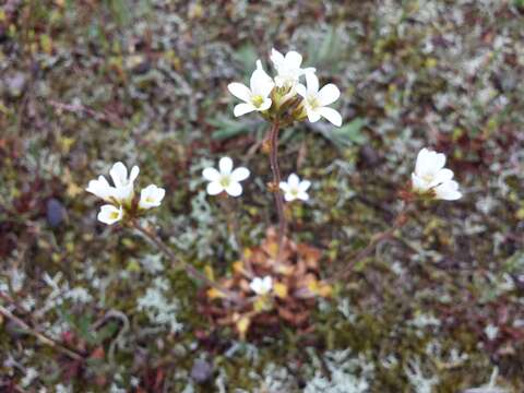 Plancia ëd Saxifraga granulata L.