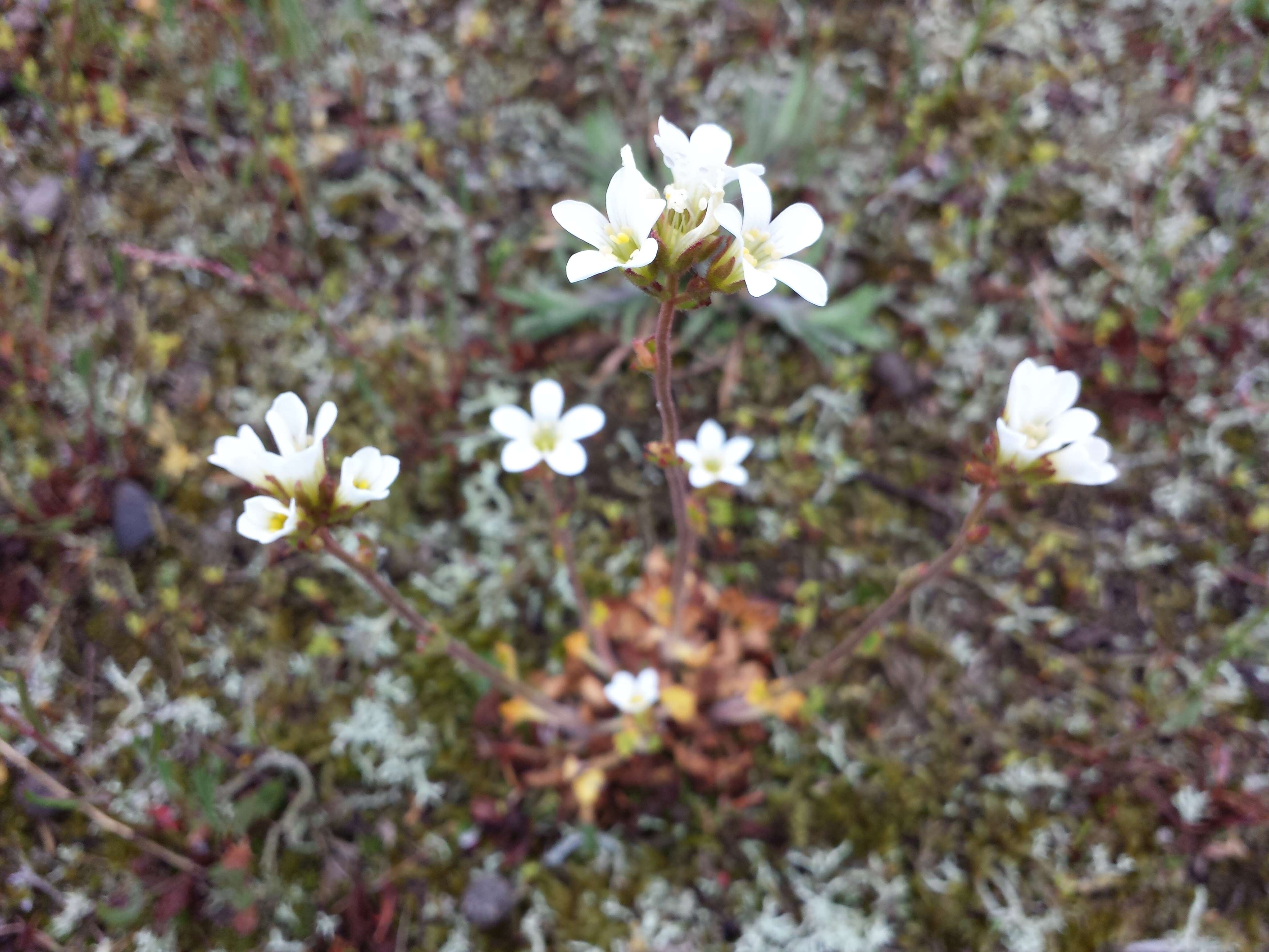 Plancia ëd Saxifraga granulata L.