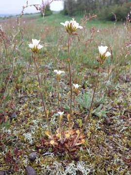 Plancia ëd Saxifraga granulata L.