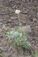 Imagem de Pulsatilla occidentalis (S. Wats.) Freyn