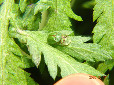 Image of Cassida (Cassida) stigmatica Suffrian 1844