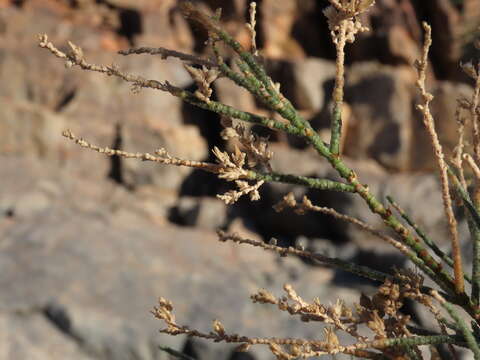 Image of Tamarix usneoides E. Mey.