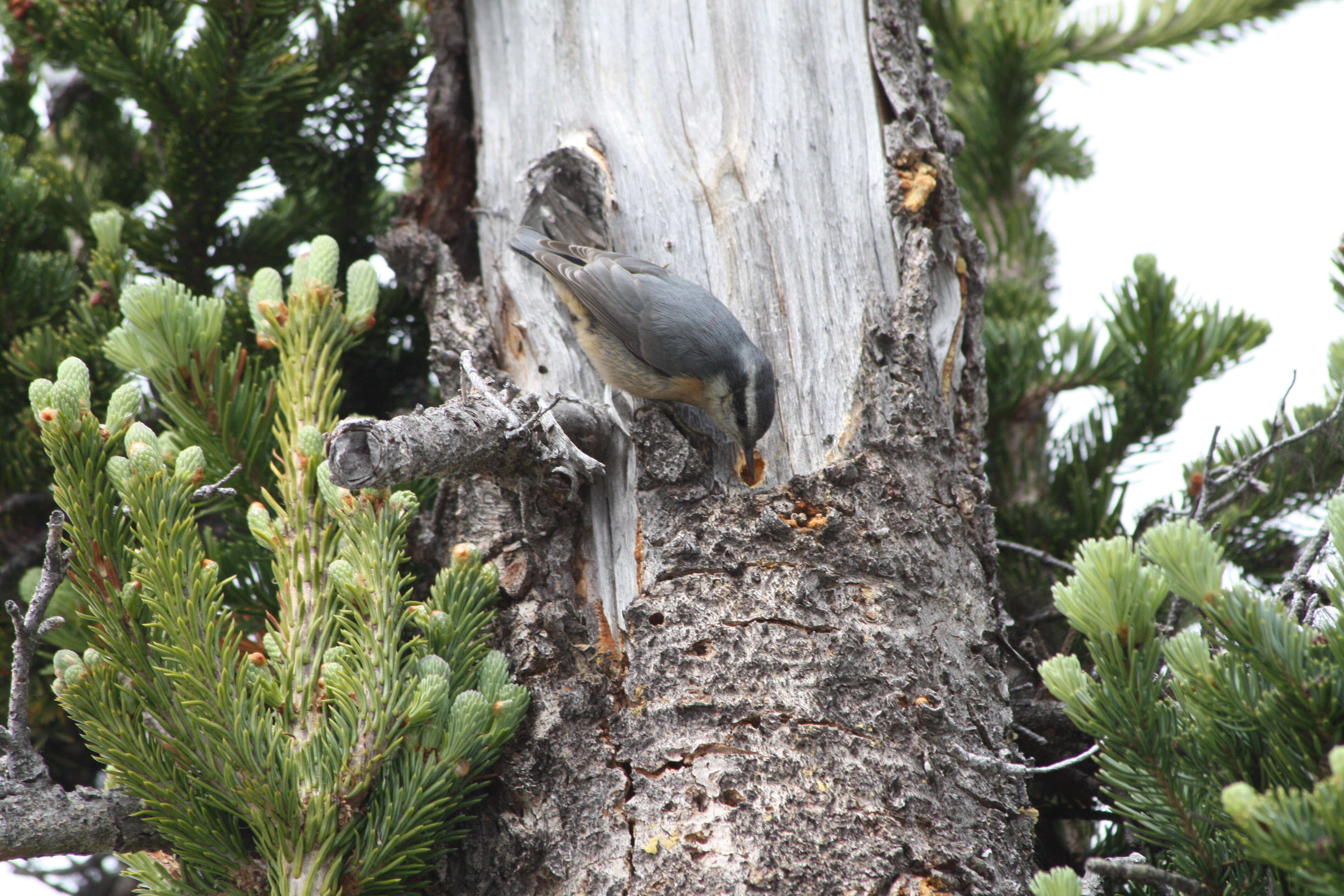 Image of Red-breasted Nuthatch