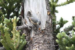 Image of Red-breasted Nuthatch