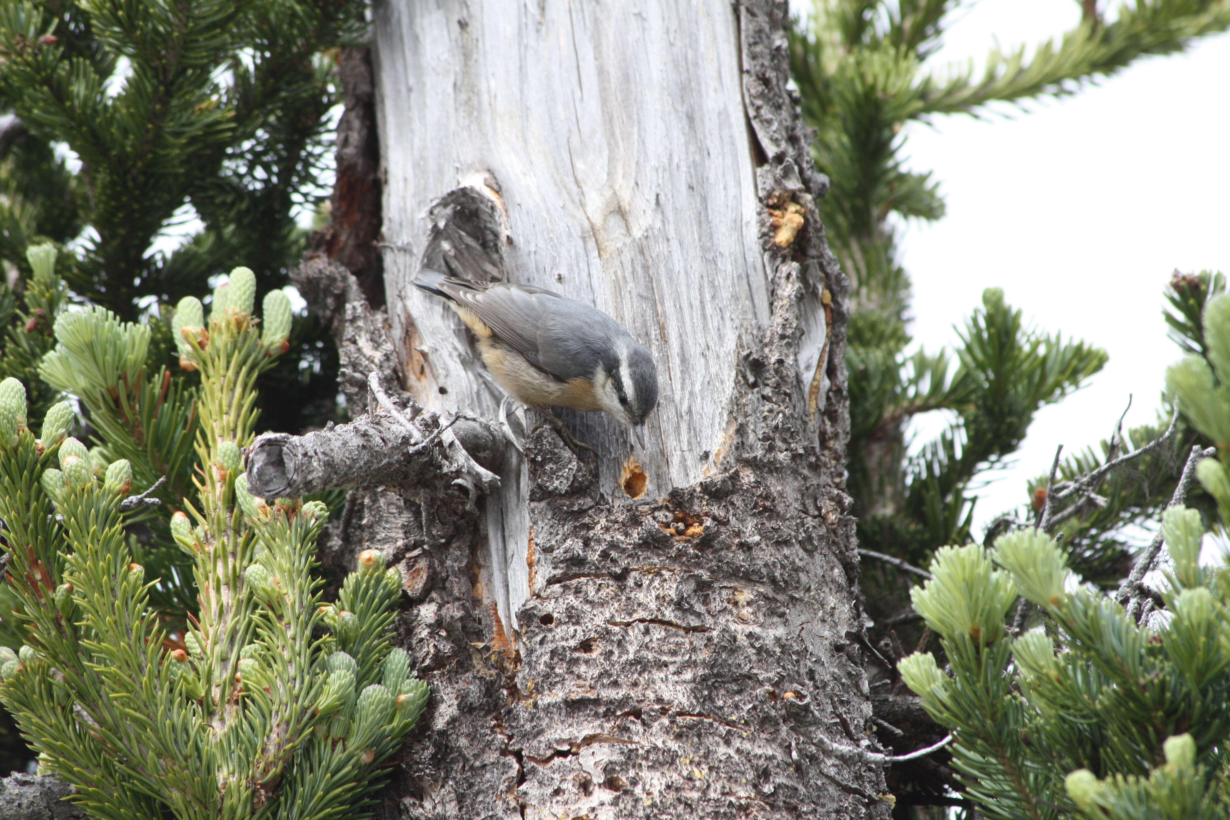 Imagem de Sitta canadensis Linnaeus 1766