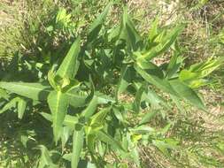 Image de Silphium integrifolium Michx.