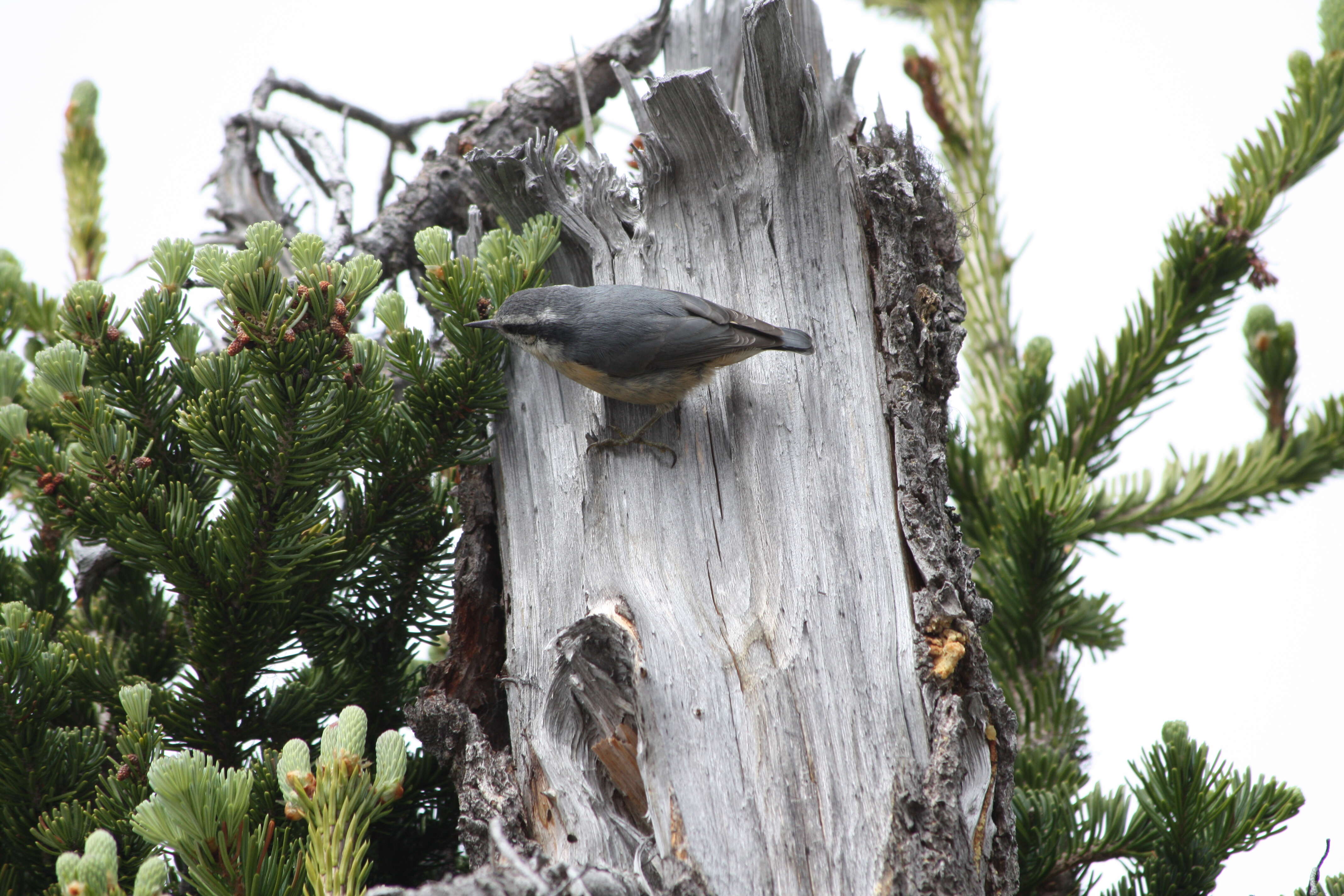 Imagem de Sitta canadensis Linnaeus 1766