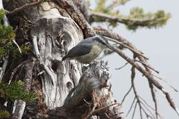 Image of Red-breasted Nuthatch