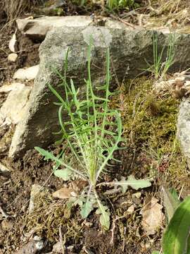 Lactuca viminea (L.) J. & C. Presl的圖片