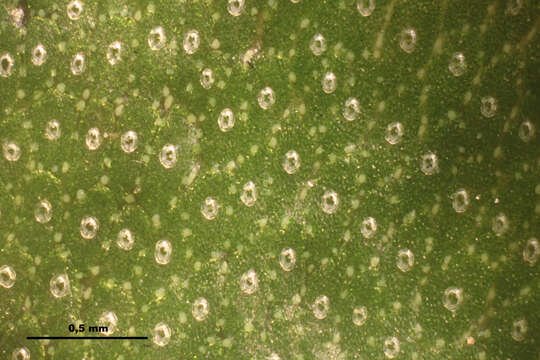 Image of common liverwort