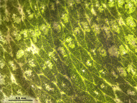 Image of common liverwort