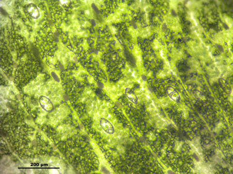 Image of common liverwort