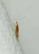 Imagem de Argyresthia albistria Haworth 1828