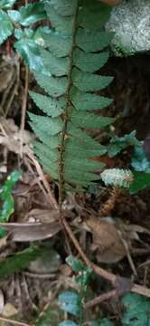 Polystichum prionolepis Hayata的圖片