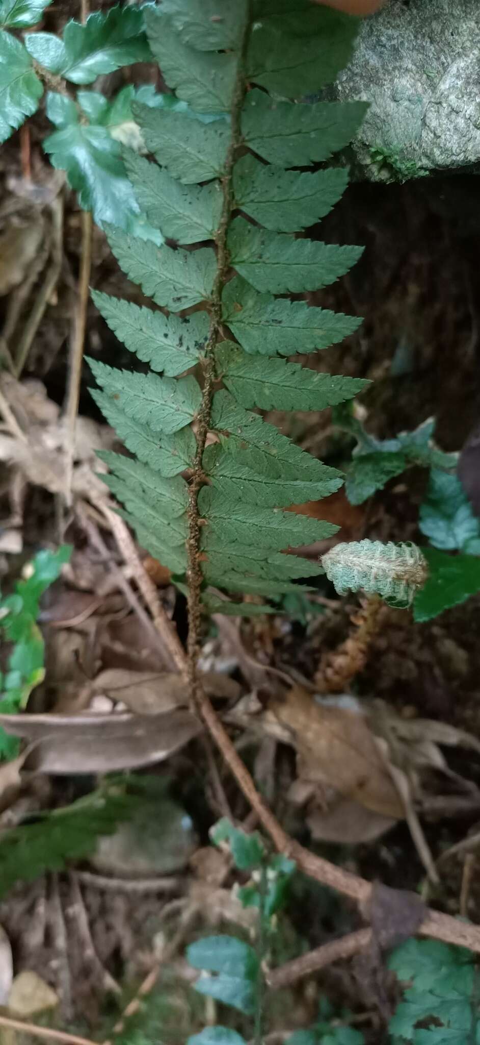 Image de Polystichum prionolepis Hayata