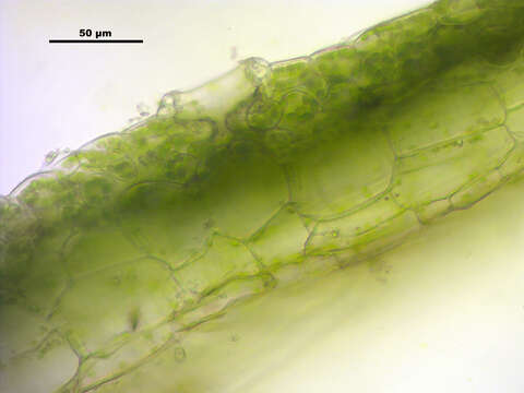 Image of common liverwort