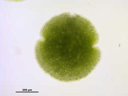 Image of common liverwort