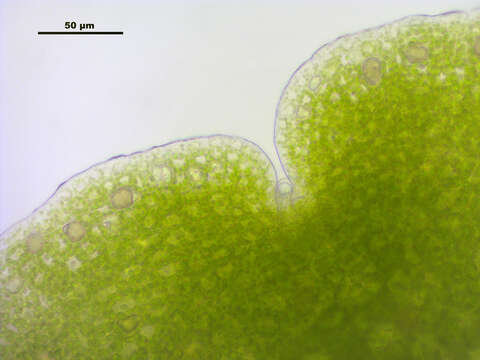 Image of common liverwort