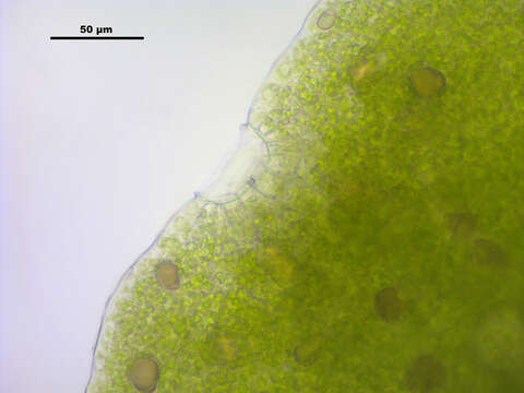 Image of common liverwort