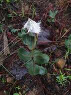 Asclepias jaliscana Robinson的圖片