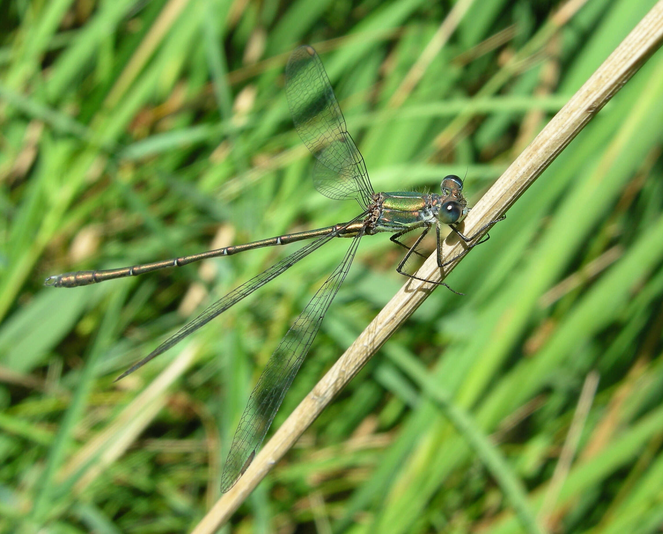 Image of Chalcolestes Kennedy 1920